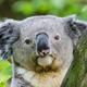 Illustration for article titled To Save Koalas From Extinction, We May Have to Kill Them First